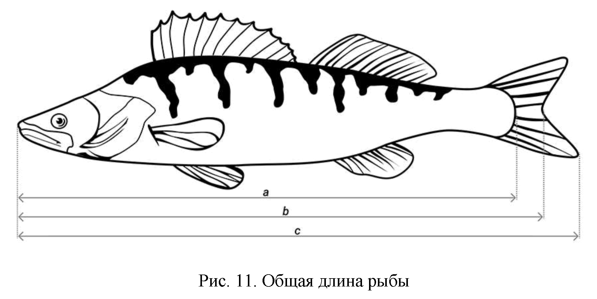 Длина рыбы. Замер длины рыбы. Основания средних лучей хвостового плавника. Длина рыла рыбы. Средний Луч хвостового плавника рыбы.